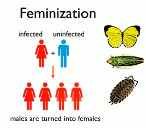 feminizationFULL